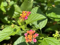 -海南铜鼓岭景区