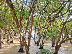 -宝安西湾红树林湿地公园