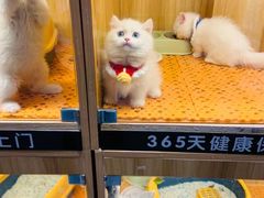 -欣宠猫屋·矮脚拿破仑·蓝金金渐层