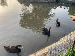 -鹅湖玫瑰文化园