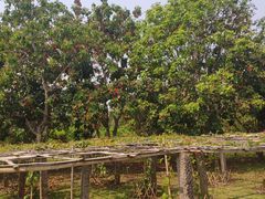 -中国科学院西双版纳热带植物园