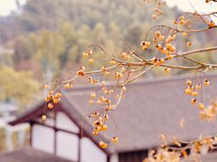-径山寺
