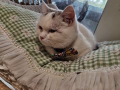 -Umiao与猫咖啡 猫咖