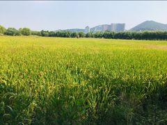 -长兴太湖图影湿地文化园