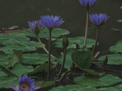 -厦门园林博览苑