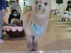 -Heymao猫咖.咖啡厅(东门店)