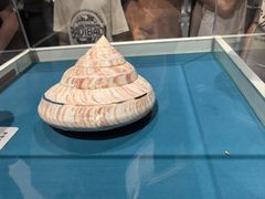 -青岛贝壳博物馆