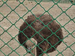 -新疆天山野生动物园