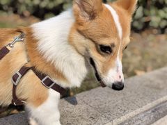 -翊宠yipet猫狗购宠庄园犬舍•猫舍