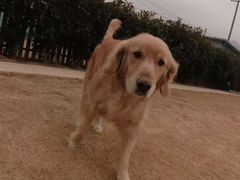 -趣玩宠物乐园寄养训犬训狗游泳池