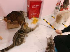 -三花喵·撸猫购宠·宠物生活馆(虹桥南丰城店)