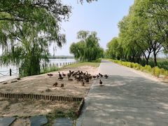 -野鸭湖国家湿地公园