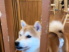 -豆柴町-柴犬主题狗咖(红鼎国际C座店)