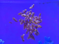-欢乐海岸海洋奇梦馆