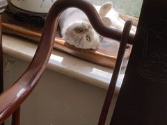 -爱侣宠医·鹦鹉专科·小型哺乳类·异宠专科(灵石路店)