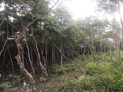 -东寨港红树林旅游区