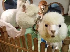 -藦茜花园宠物主题亲子互动体验馆(国顺东路店)