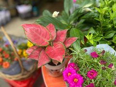 -循礼门鲜花花市(武汉循礼门店)