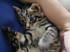 -爱侣宠医·鹦鹉专科·小型哺乳类·异宠专科(灵石路店)