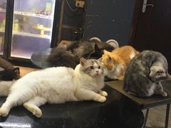 -more than meow吴止猫主题餐厅(承德 中船汇店)