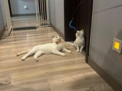 -喵的天空名猫咖啡馆·撸猫·猫舍·用品