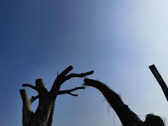 -长沙黑麋峰国家森林公园