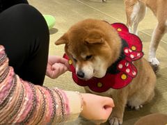 -逗柴咖啡屋·狗咖猫咖宠物桌游