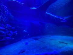 -烟台海昌鲸鲨海洋公园