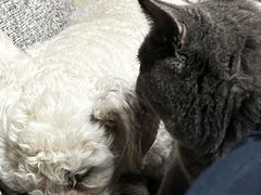 -猫大福·Fortune Cat猫舍(百子湾店)