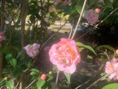 -惠州金海湾嘉华度假酒店