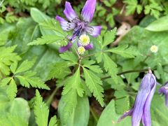 -五女峰国家森林公园