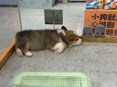 -狗道宠物(常熟印象城店)