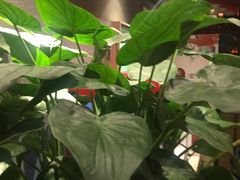 -渝是乎川渝小炒(新世界百货望京店)