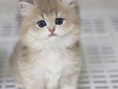 -lincat·猫舍(广州店)