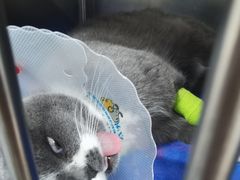 -佑安动物医院·全科·内窥镜中心(幸福巷店)