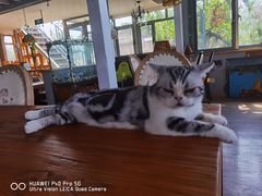 -猫小院猫主题咖啡厅(北锣店)