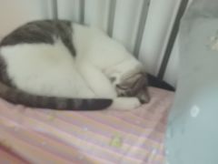 -宠福鑫康馨动物医院·骨科·眼科