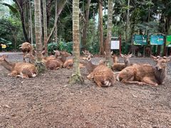 -海南热带野生动植物园