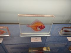 -大连自然博物馆
