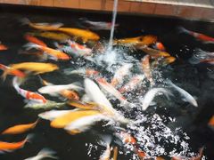 -侠成水上农庄(工业大道店)