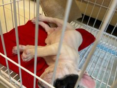 -佳雯宠物医院·皮肤科·内外科(春晓路分院)