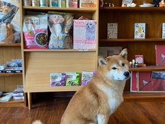 -猫小主咖啡·猫咖cat cafe(福田店)
