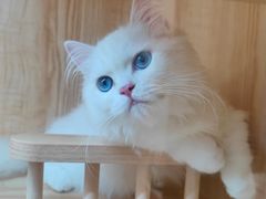 -山宅一喵德文卷毛猫舍