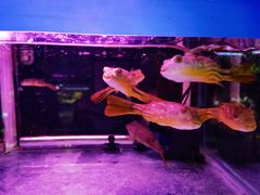 -三旗百汇商品城