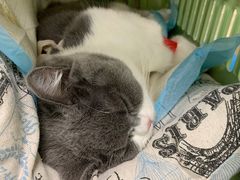 -纳吉亚猫专科动物医院(康都外科中心)