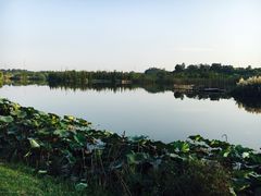 -白鹭湾湿地公园