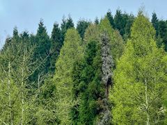 -武陵山森林公园