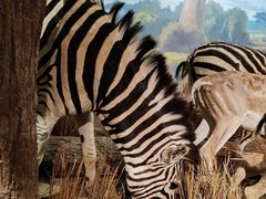 -陕西自然博物馆