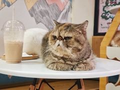 -滚猫咖啡·猫咖·猫友好撸猫(未来城店)