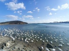 -烟墩角天鹅湖